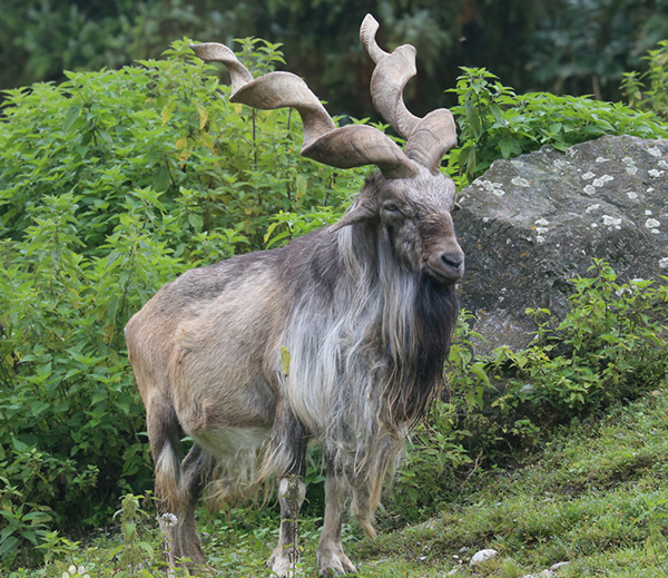 巴基斯坦狩猎捻角山羊、北山羊
